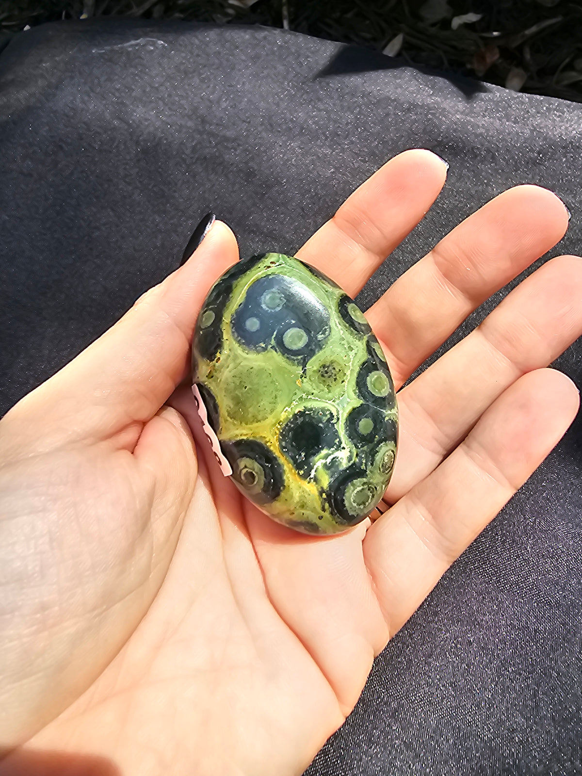 🐉 Kambaba Jasper Palm Stone #0168